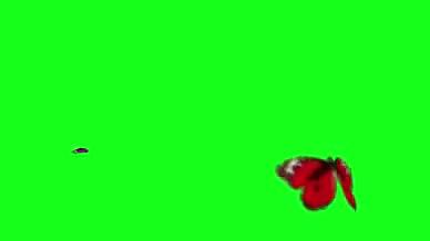 蝴蝶飞舞蓝幕视频的预览图